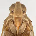 Oecleus fulvidorsum - photo 5