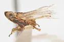 Oecleus lineatus