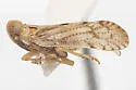 Oecleus martharum