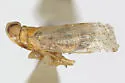 Oecleus monilipennis