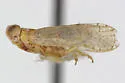Oecleus monilipennis - photo 5