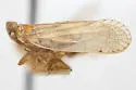 Oecleus natatorius