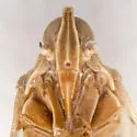 Oecleus natatorius - photo 3