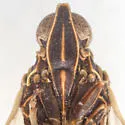 Oecleus netron - photo 3