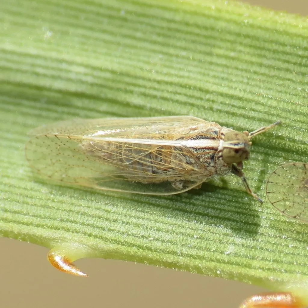 Oecleus nolinus - photo 2