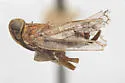 Oecleus obtusus
