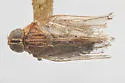 Oecleus obtusus - photo 2