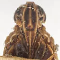 Oecleus obtusus - photo 3