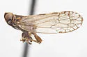 Oecleus palton