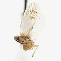 Oecleus patulus