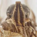 Oecleus patulus - photo 3