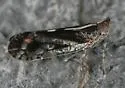 Oecleus perpictus