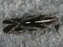 Oecleus perpictus - photo 2