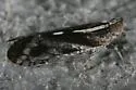 Oecleus perpictus - photo 3