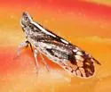 Oecleus perpictus - photo 4