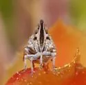 Oecleus perpictus - photo 5