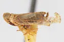 Oecleus pigmy