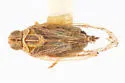 Oecleus pigmy - photo 2