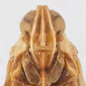 Oecleus pigmy - photo 3
