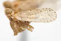 Oecleus piperatus