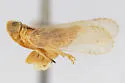 Oecleus planus