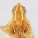 Oecleus planus - photo 3