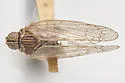 Oecleus productus - photo 2
