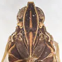 Oecleus productus - photo 3