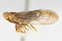 Oecleus quadrilineatus