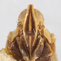 Oecleus quadrilineatus - photo 3
