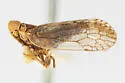 Oecleus quadrilineatus - photo 4