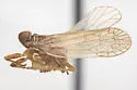 Oecleus rhion
