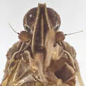 Oecleus rhion - photo 3