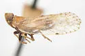 Oecleus sagittanus