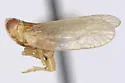 Oecleus subreflexus - Oecleus subreflexus
