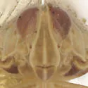 Oecleus subreflexus - photo 3