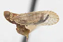 Oecleus subreflexus - photo 4