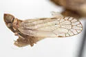 Oecleus tamiamus