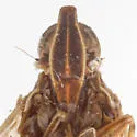 Oecleus tamiamus - photo 3