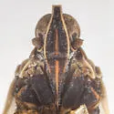 Oecleus troxanon - photo 3