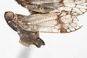 Oecleus vates