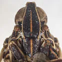 Oecleus vates - photo 3