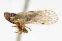 Oecleus venosus - Oecleus venosus