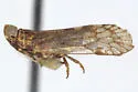 Oecleus venosus - photo 4