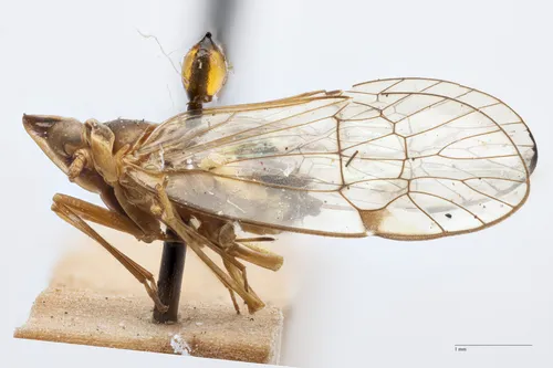 Oeclidius luizi