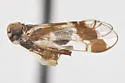 Oeclidius transversus