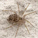 Oecobius amboseli