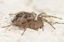 Oecobius amboseli - photo 2