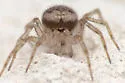 Oecobius amboseli - photo 3