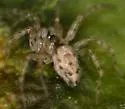 Oecobius annulipes